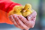 Two Newborn Yellow Ducklings Sitting On Hand Stock Photo