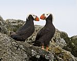 Two Puffins Stock Photo
