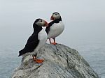 Two Puffins Stock Photo