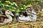 Two Wonderful Duck Stock Photo