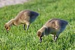 Two Young Cackling Geese Stock Photo
