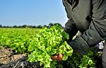 Vegetable Garden Stock Photo