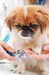 Vet And Small Dog Stock Photo