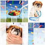 Veterinary Concept Stock Photo