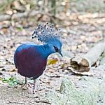 Victoria Crowned Pigeon In A Park Stock Photo