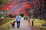 Walk With Best Friend Dog Stock Photo
