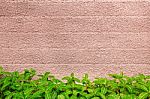 Wall Texture And Green Leaf Background Stock Photo