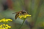 Wasp  Stock Photo