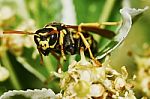 Wasp On A Flowering Tree Stock Photo