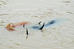 Water Buffalo Relaxing In River Stock Photo