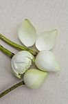 Water Drop On Fresh White Lotus Flower Stock Photo