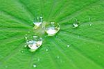 Water Drop On The Leaf Stock Photo