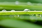 Water Drops In Green Stem Stock Photo