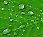 Water Drops On Green Leaf Stock Photo