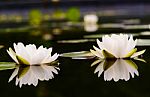 Water Lily Beautiful Lotus Flower Is The Background Stock Photo