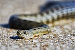 Water Snake On The Bay Stock Photo