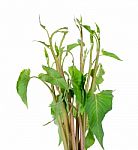 Water Spinach Isolated On The White Background Stock Photo