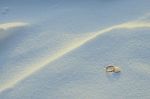 Wedding Rings In The Snow Stock Photo