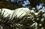 Wedding Rings On A Pine Branch In The Snow Stock Photo
