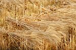 Wheat Sheaves At The Harvest In The Field Stock Photo