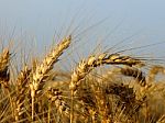 Wheat Spikes Stock Photo