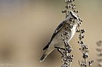 Whinchat Stock Photo