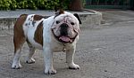 Whit English Bulldog Stock Photo