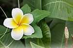 White Anf Yellow Flower Plumeria Or Frangipani With Fresh Coccin Stock Photo