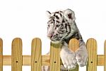 White Bengal Tiger Stock Photo