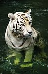White Bengali Tiger Stock Photo