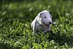 White Bull Terrier Puppy On Green Grass Stock Photo