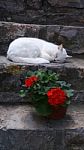 White Cat Resting On Step B Stock Photo
