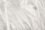 White Chicken Feather Texture Background Style Vintage Color Trends Stock Photo