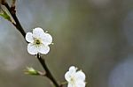 White Chinese Plum Flowers Stock Photo