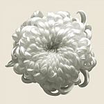White Chrysanthemum Isolated On Brown Background Stock Photo