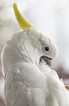 White Cockatoo Stock Photo