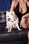 White Dog And Attractive Sexy Woman In Black Dress Stock Photo