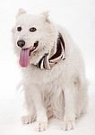 White Dog Facing The Camera Stock Photo