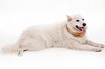 White Dog Relaxing On The Floor Stock Photo
