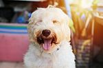 White Dog Smiles Stock Photo