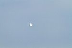 White Egret Flying Stock Photo