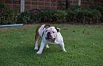 White English Bulldog Stand On The Grass And Threaten Stock Photo