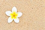 White Flower On Sand Backdrop Stock Photo