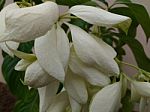 White Flower Plant Stock Photo