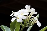 White Frangipani Flower Stock Photo