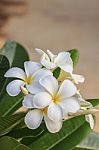 White Frangipani Flower Stock Photo