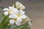 White Frangipani Flower Stock Photo