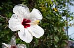 White Hibiscus Stock Photo