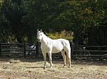 White Horse Stock Photo