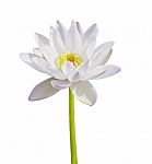White Lotus Stock Photo